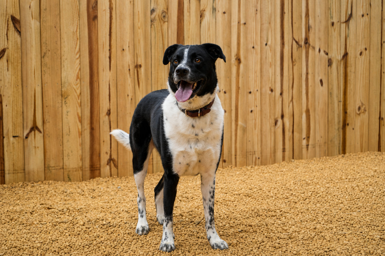 Pet and dog fencing in Huntsville, TX